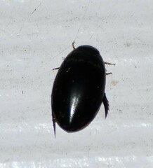 Thermonectus basillaris basillaris