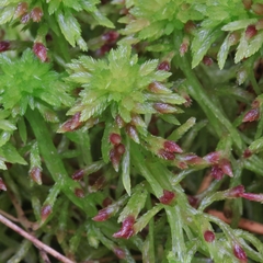 Sphagnum capillifolium