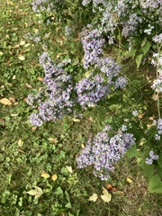 Symphyotrichum cordifolium