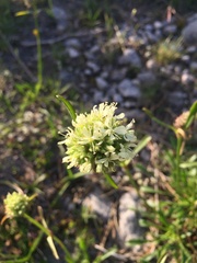 Saponaria bellidifolia