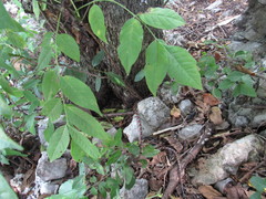 Pseudelaphe flavirufa