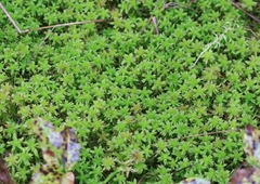 Sphagnum capillifolium