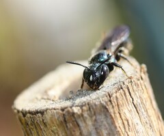 Ceratina