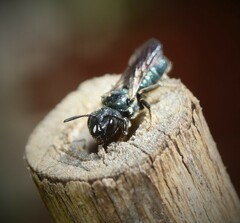 Ceratina