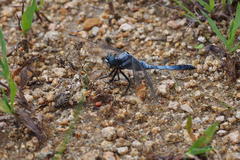 Orthetrum albistylum speciosum