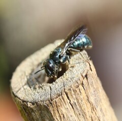 Ceratina
