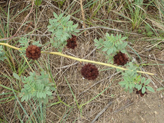 Glycyrrhiza echinata