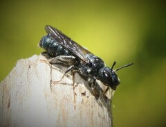 Ceratina