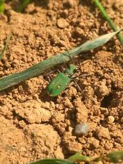 Cicindela