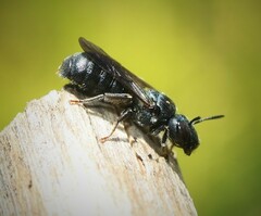 Ceratina
