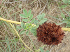 Glycyrrhiza echinata
