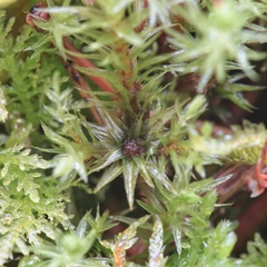 Aulacomnium palustre