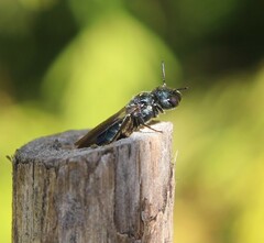 Ceratina