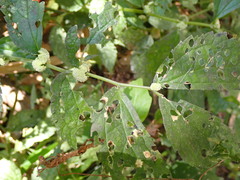 Elatostema cyrtandrifolium