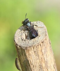 Ceratina