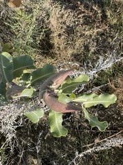 Asclepias arenaria