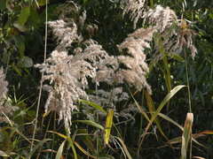 Phragmites