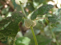 Elatostema cyrtandrifolium
