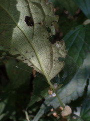 Elatostema cyrtandrifolium