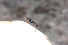 Myrmecia pilosula