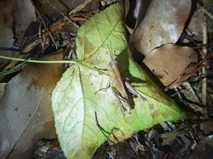 Phlaeoba angustidorsis