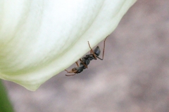 Myrmecia pilosula