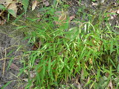 Microstegium ciliatum