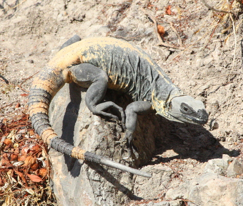 Ctenosaura pectinata