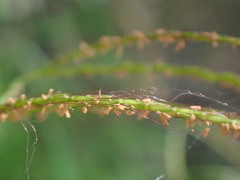 Microstegium ciliatum