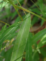 Microstegium ciliatum