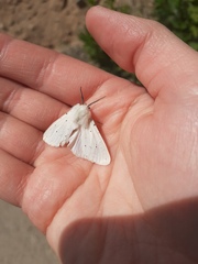 Spilosomina