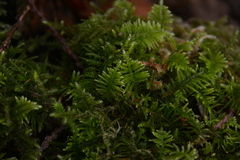 Kindbergia oregana