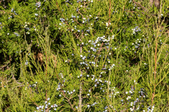 Juniperus