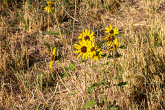 Helianthus annuus