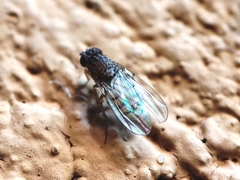 Drosophila repleta