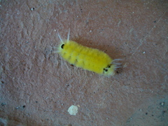 Lophocampa