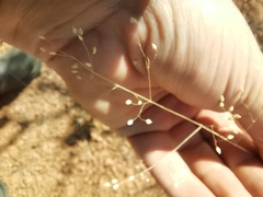 Trichanthecium natalense