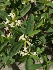 Daphne alpina