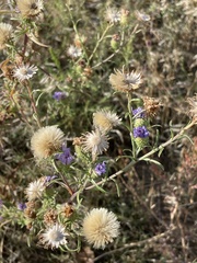 Dieteria canescens