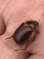 Aulacopalpus castaneus