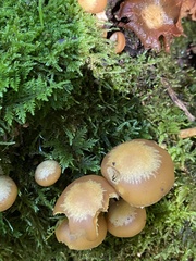 Kuehneromyces