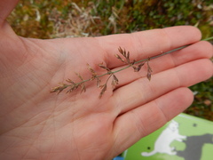 Arctagrostis latifolia