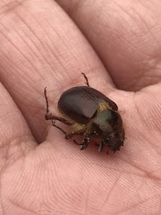 Aulacopalpus castaneus