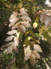 Fraxinus pennsylvanica
