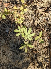 Potentilla recta