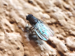 Drosophila repleta