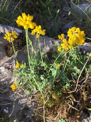 Coronilla vaginalis