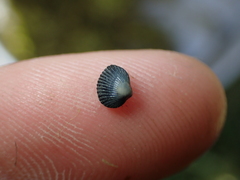 Cerastoderma glaucum