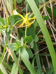 Hypericum perforatum