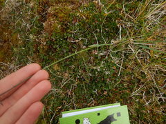 Arctagrostis latifolia